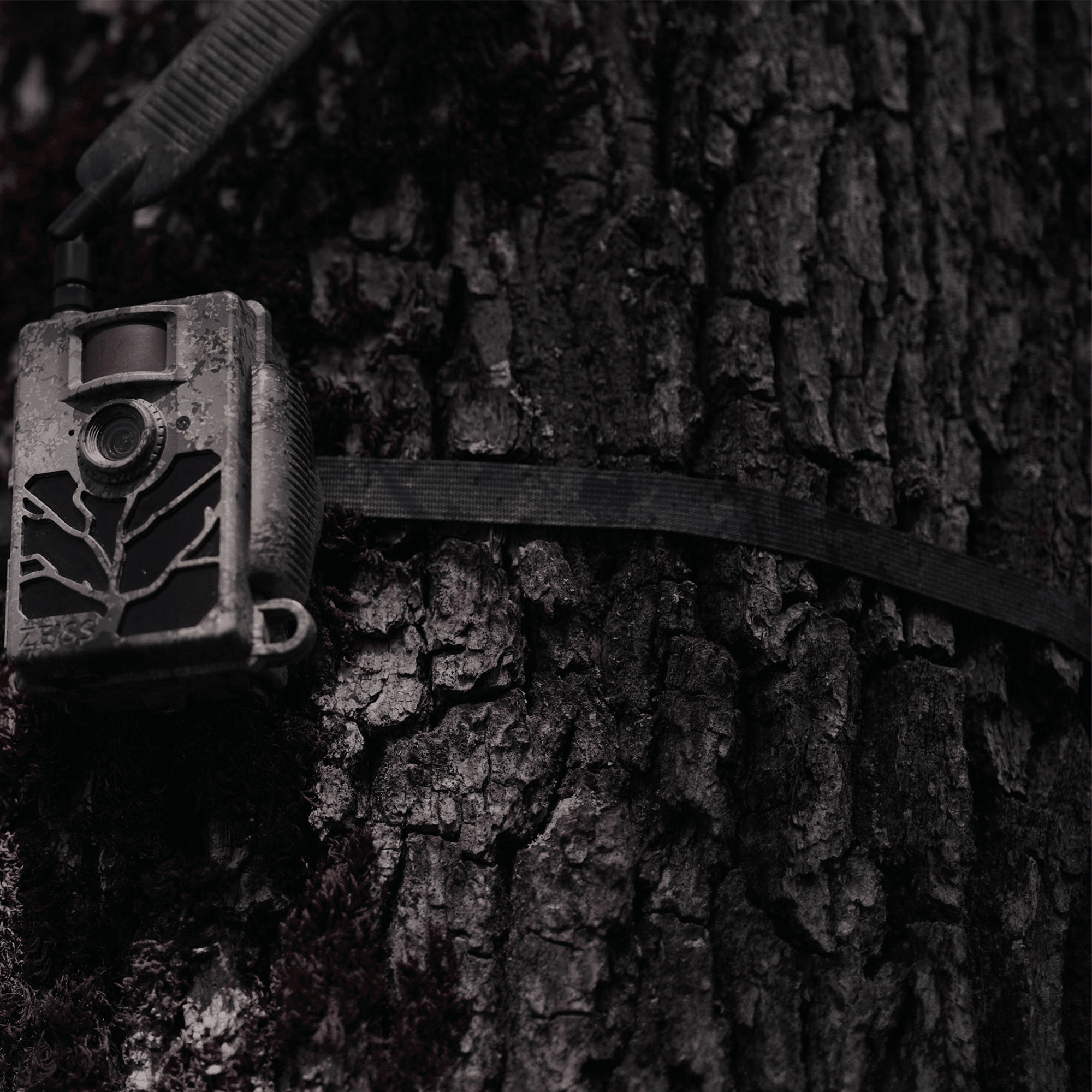 ZEISS Secacam Sangle de fixation d'arbre (Lot de 2)